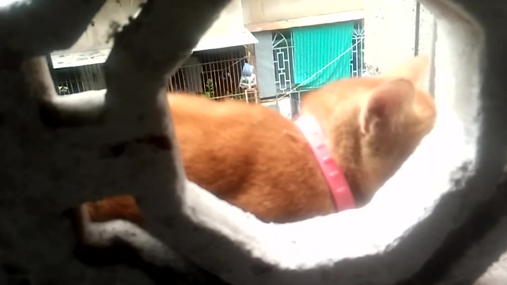 实拍橙猫体型像肥波猫,进去后就出不来了
